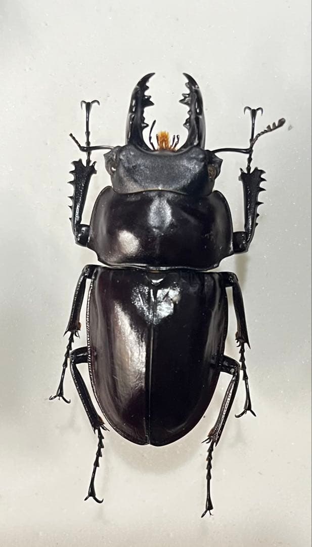 セール！ 西表島産 ヤエヤママルバネ 特大 激中歯 57ミリ