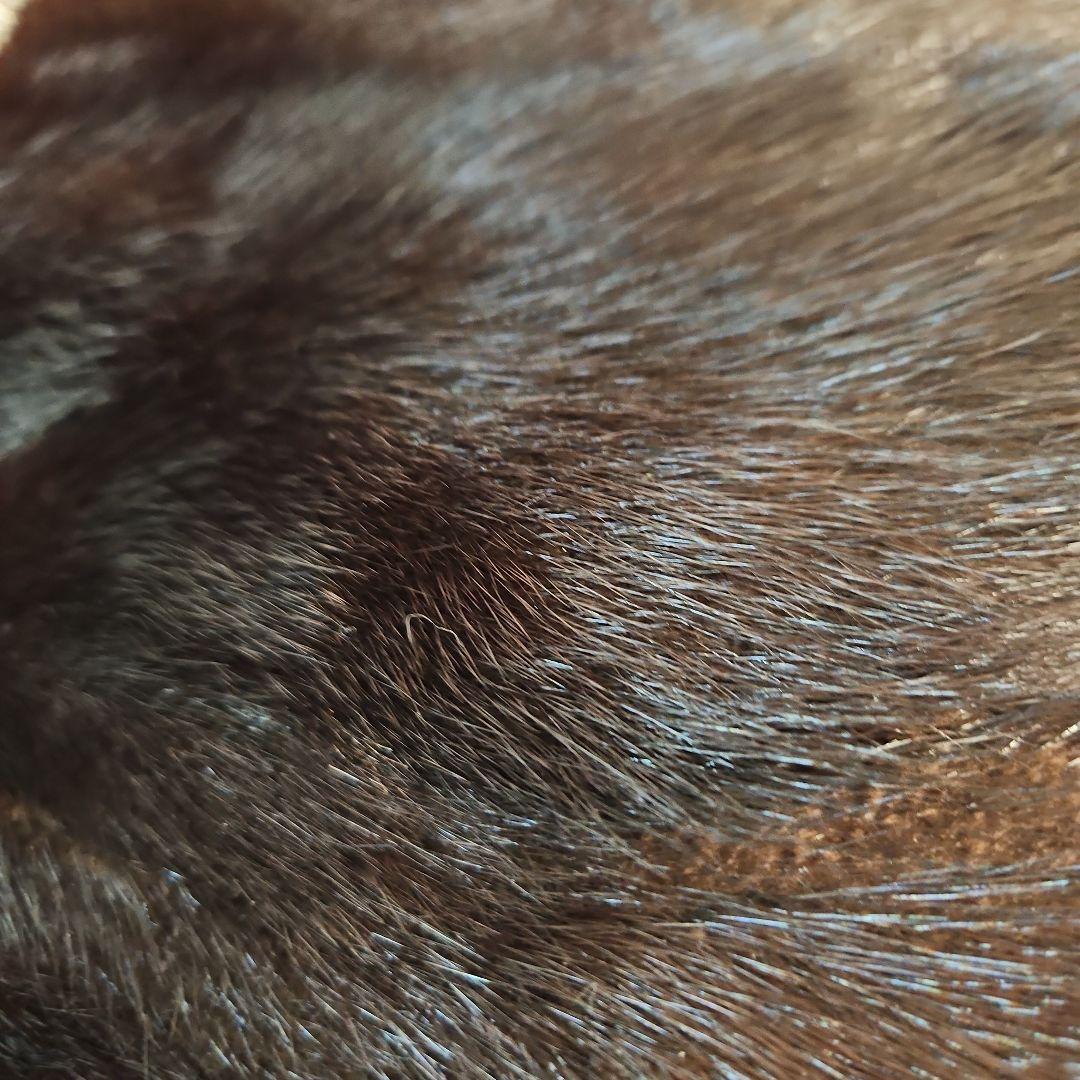 ◾ミンク　ラグマット　玄関マット