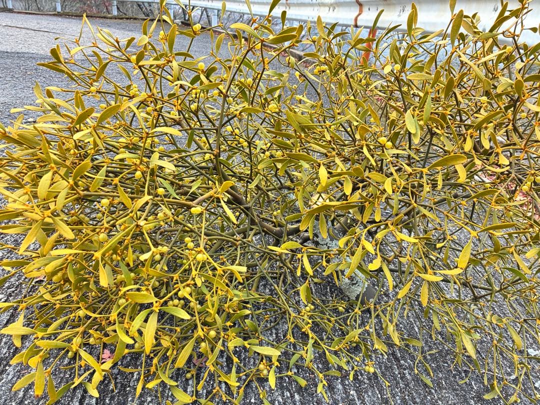 8ヤドリギ 寄生植物