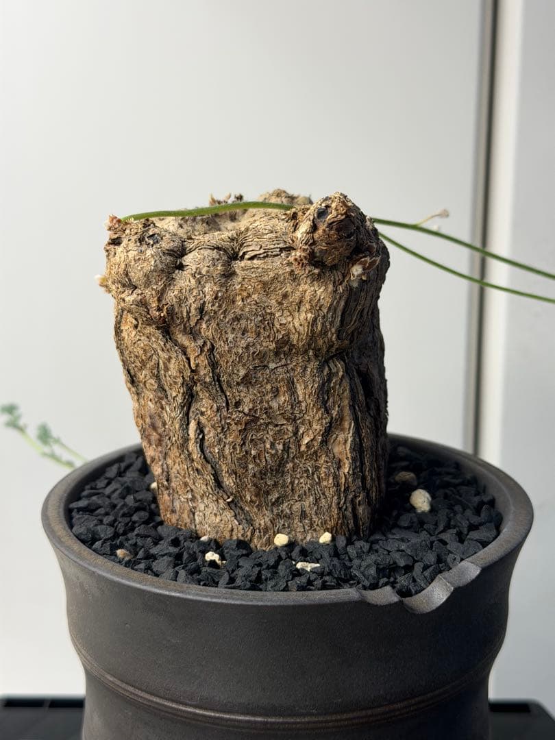 ペラルゴニウム トリステ　大きめ株