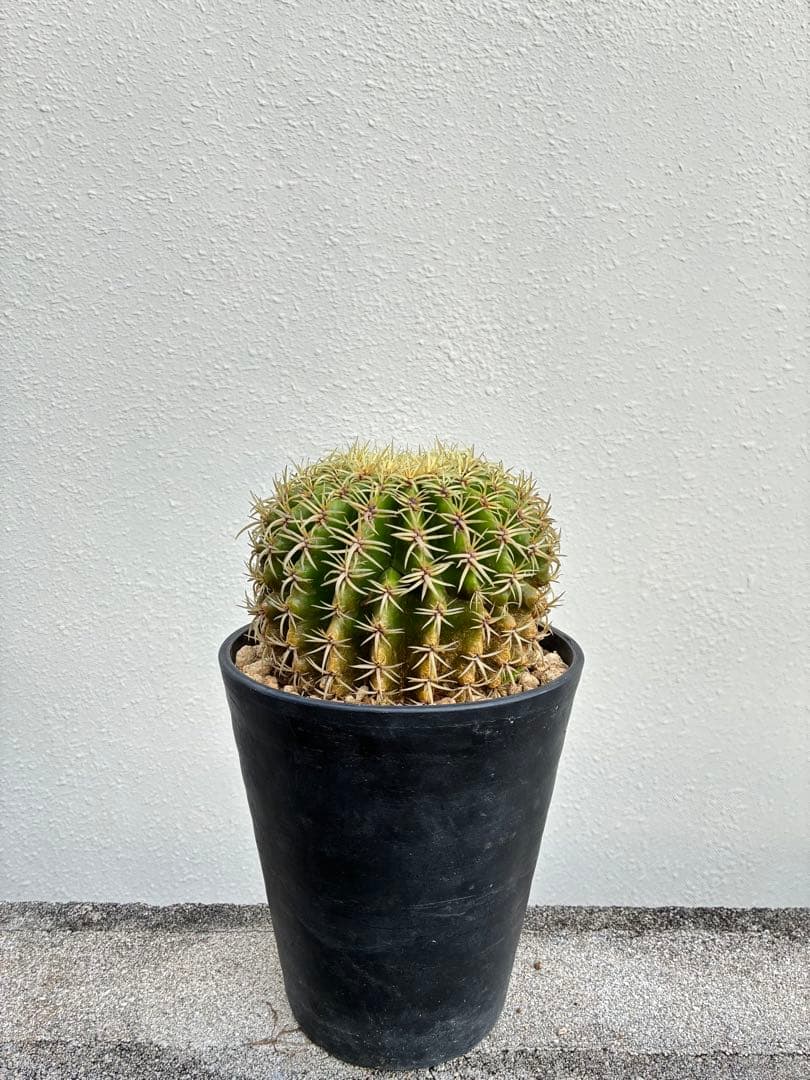 エキノカクタス　プラチナ短刺金鯱　鉢　サボテン