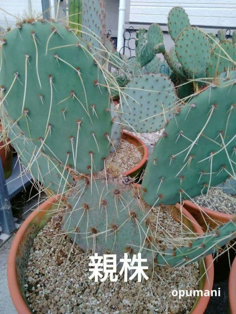 輸入苗 opuntia cv. curivispinus オプンチア サボテン