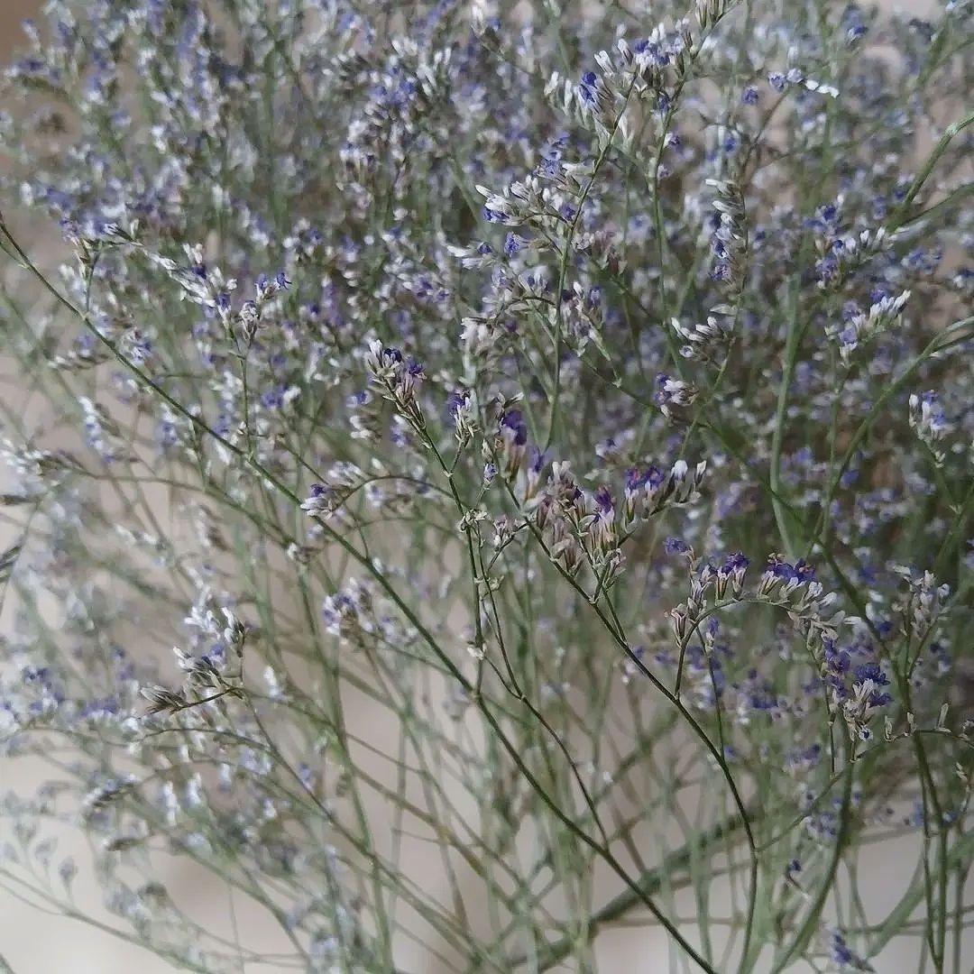 専用商品　確認用　ブルーファンタジア　ドライフラワー