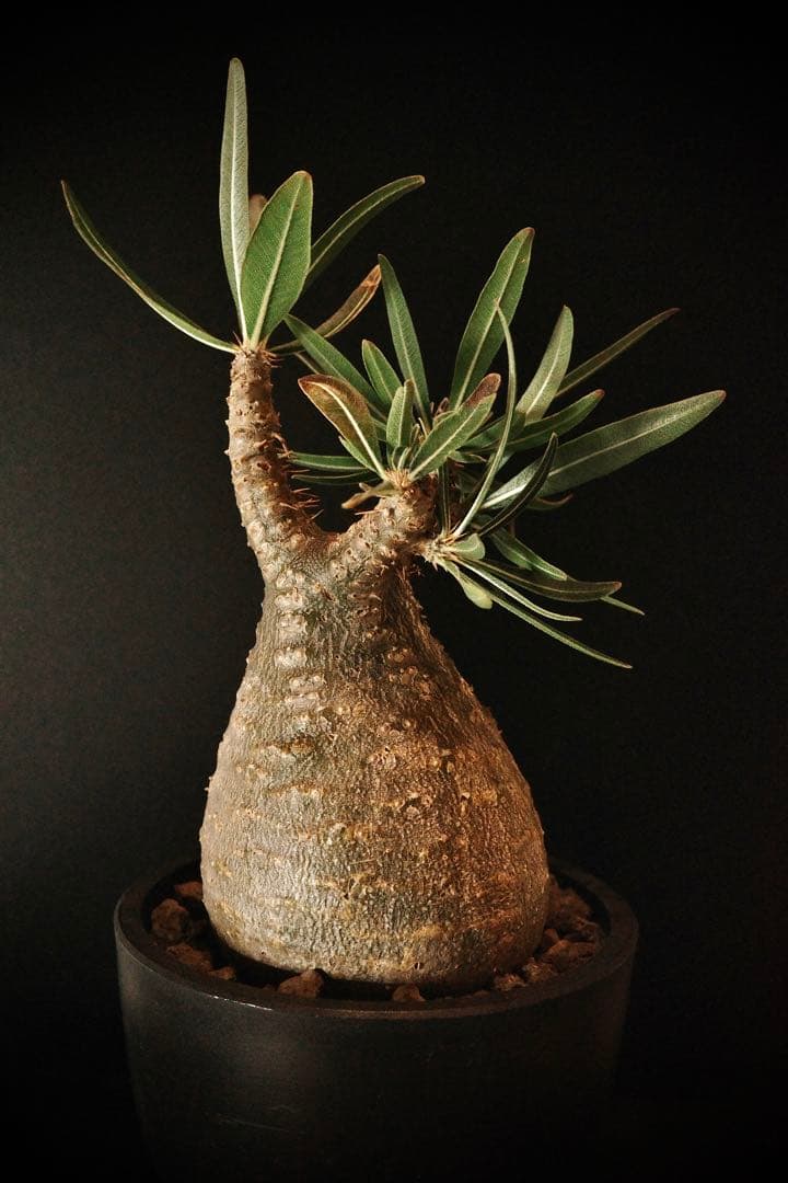 【良型】パキポディウムグラキリス発根済み現地球