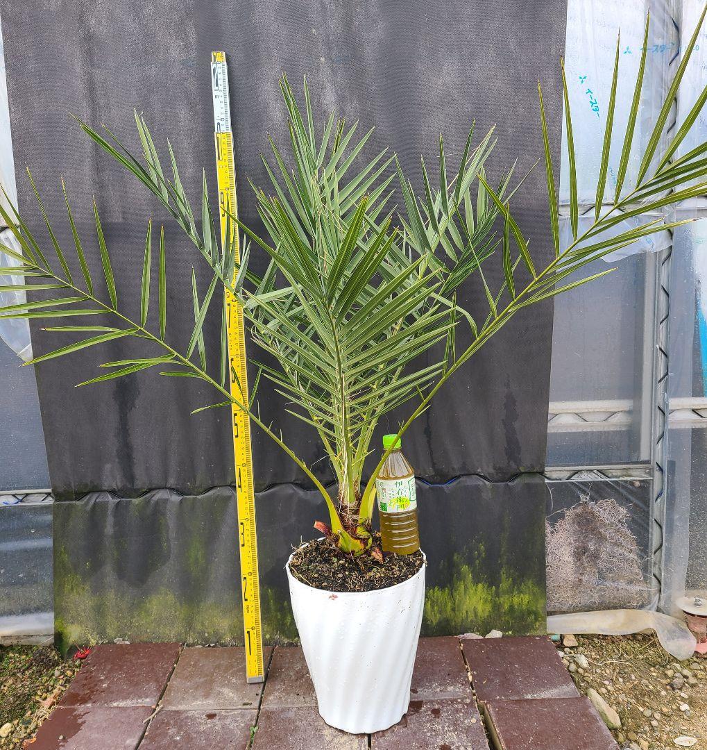 ナツメヤシ 耐寒性ヤシ 8号鉢 高さ約110cm 現品発送 ドライガーデン