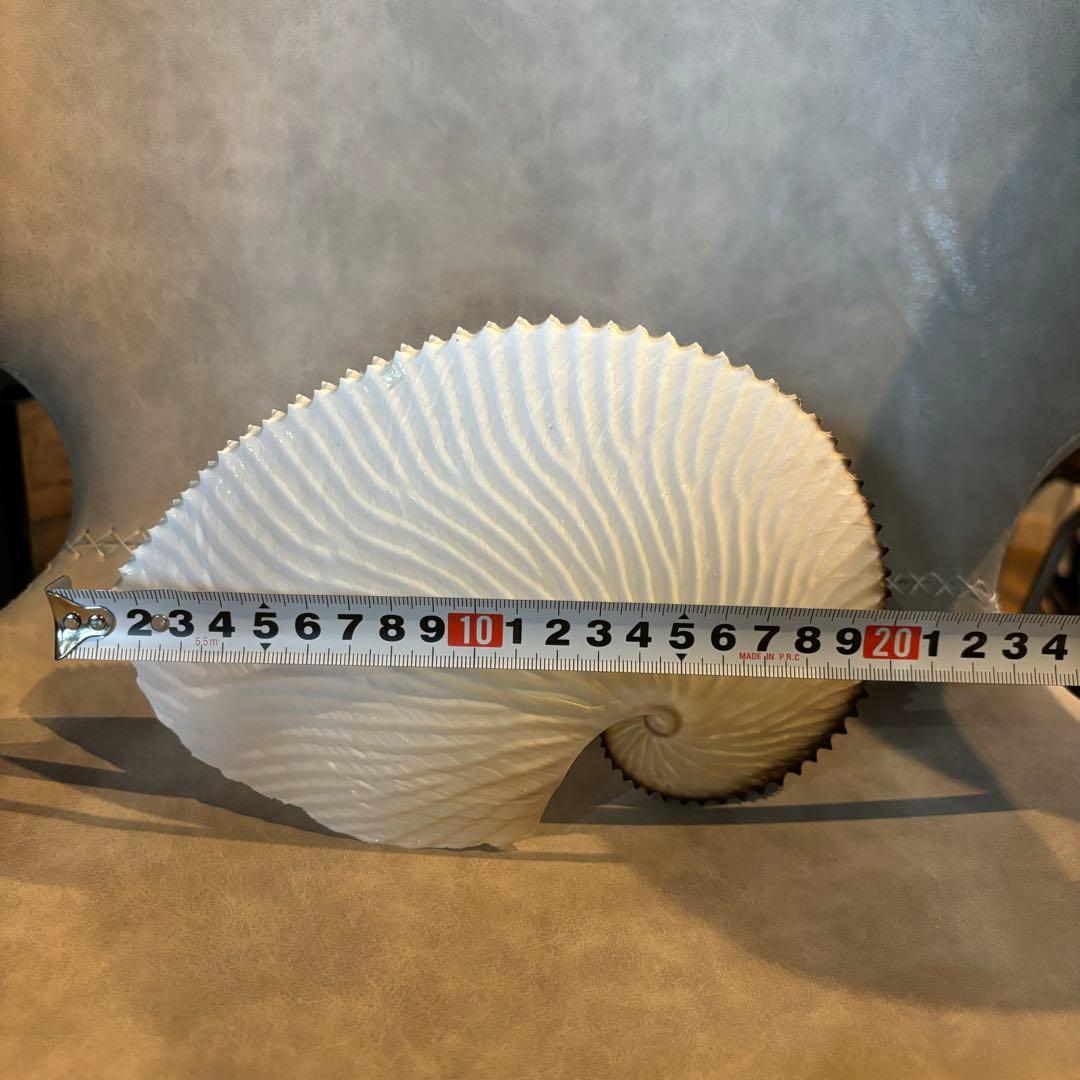 アオイガイ貝殻　タコブネ　約20cm