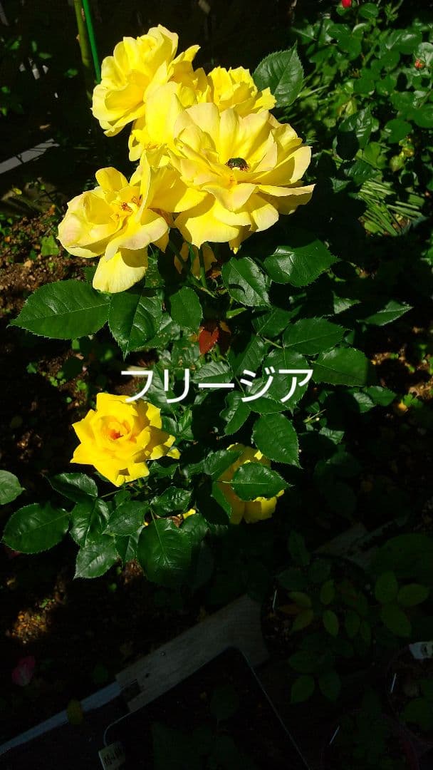 スタンダード仕立てバラ苗(フリージア四季咲)