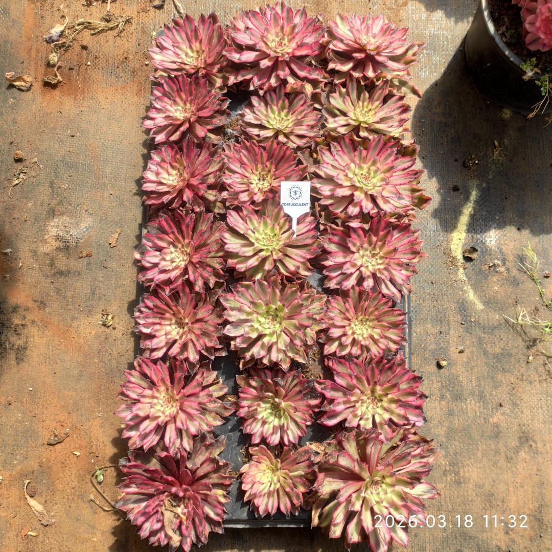 Top【選抜株】多肉植物　23222アイススピリット 105個 プラグトレー苗