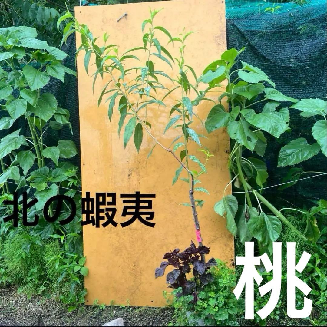 果樹苗木５点セットさくらんぼ　桃　りんご葡萄ブルーベリーハスカップラズベリー