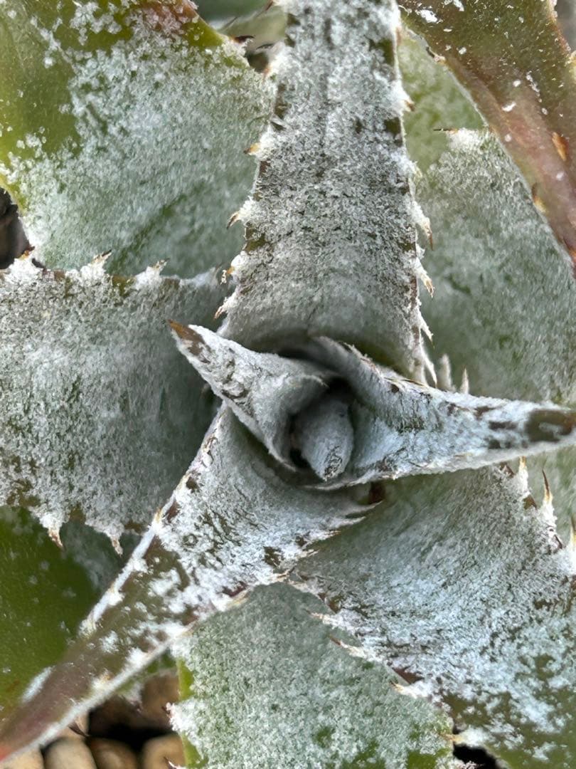 DBディッキア Dyckia Bill Baker hybrid #133 ⑵