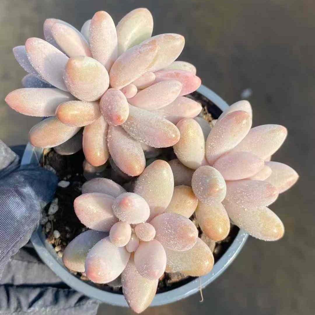 Top【選抜株】多肉植物　24603ハリーワトソン錦 25個　鉢無し/脱土