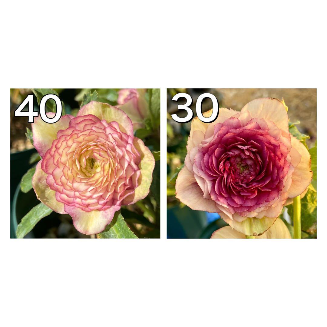 千重咲（メビウス）ホワイトピコティ×3Dメビウス★クリスマスローズ二年生苗