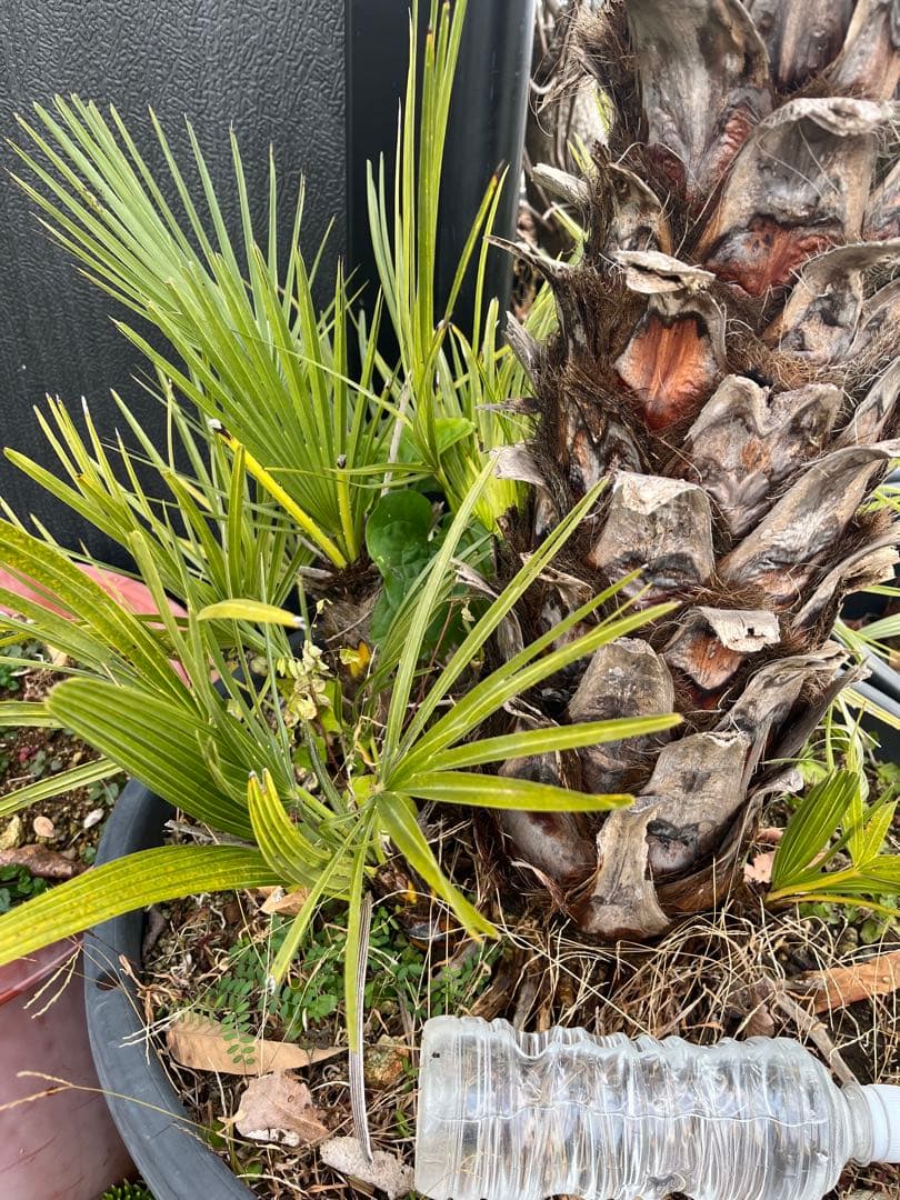 引き取り限定　チャボトウジュロ　チャメロプス　観葉植物 約90cm 黒鉢