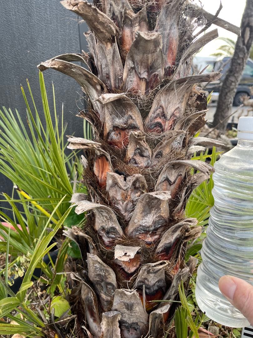 引き取り限定　チャボトウジュロ　チャメロプス　観葉植物 約90cm 黒鉢