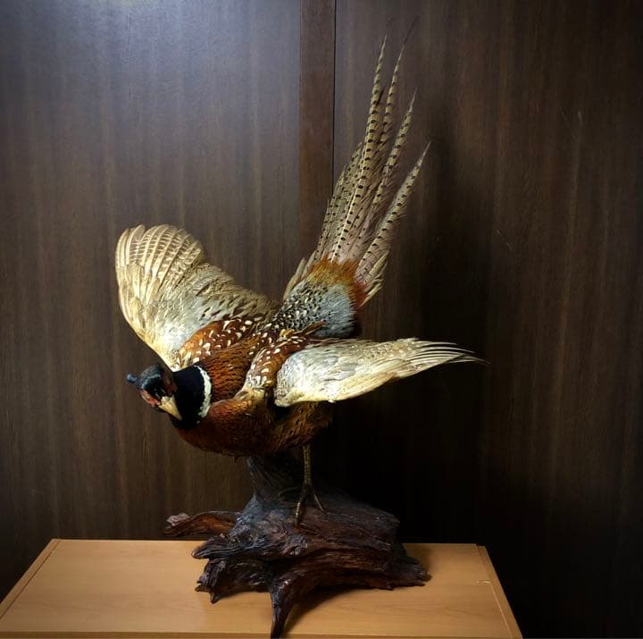 雉 コウライキジ 鳥 剥製 骨董品 芸術品 因縁物