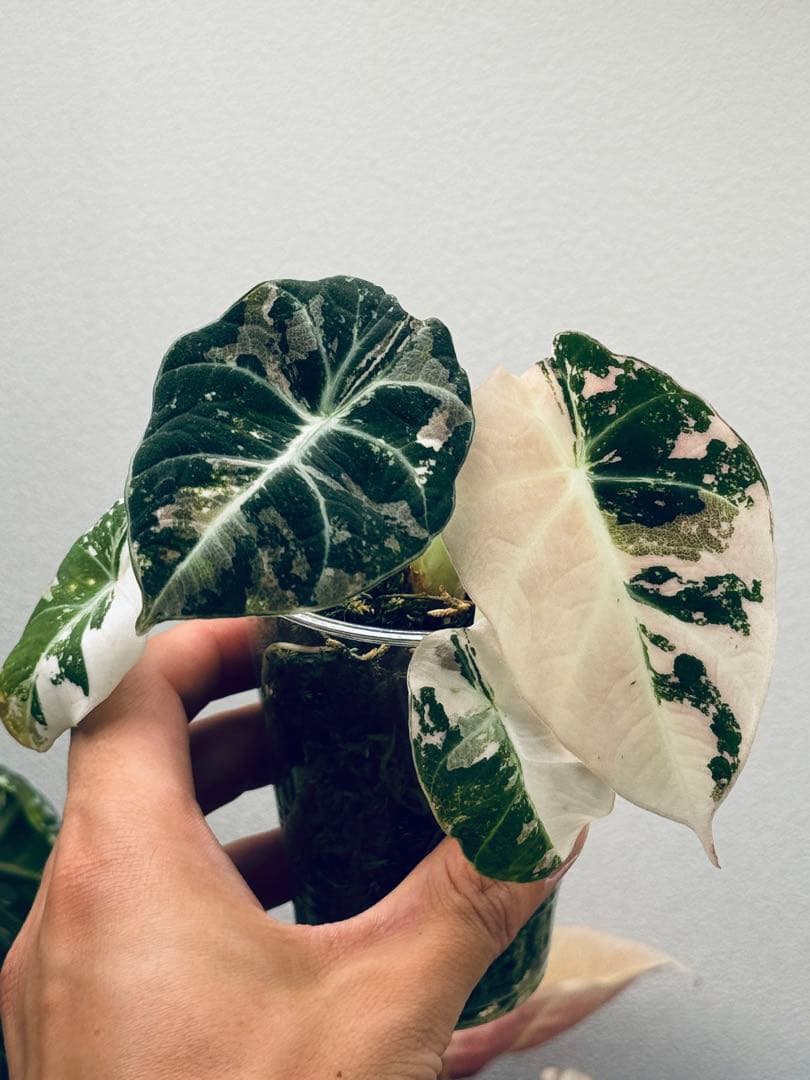 masa　アロカシアまとめ