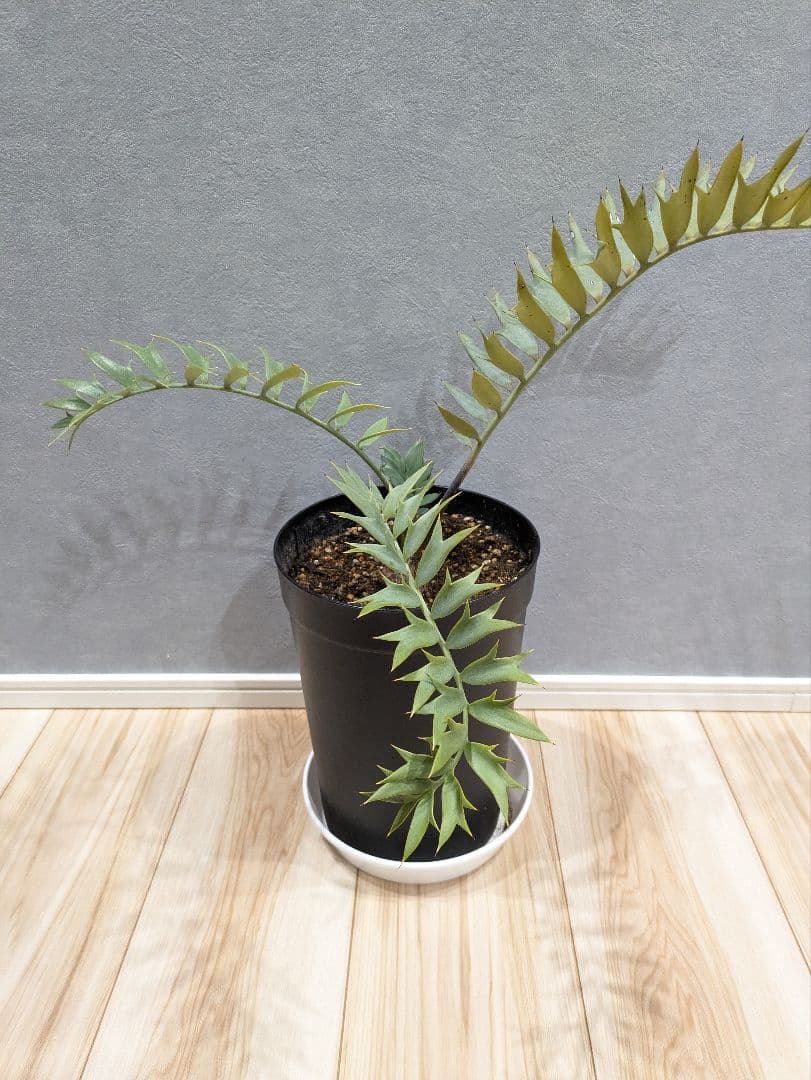 エンセファラルトス　ホリダス　【南アフリカ産】