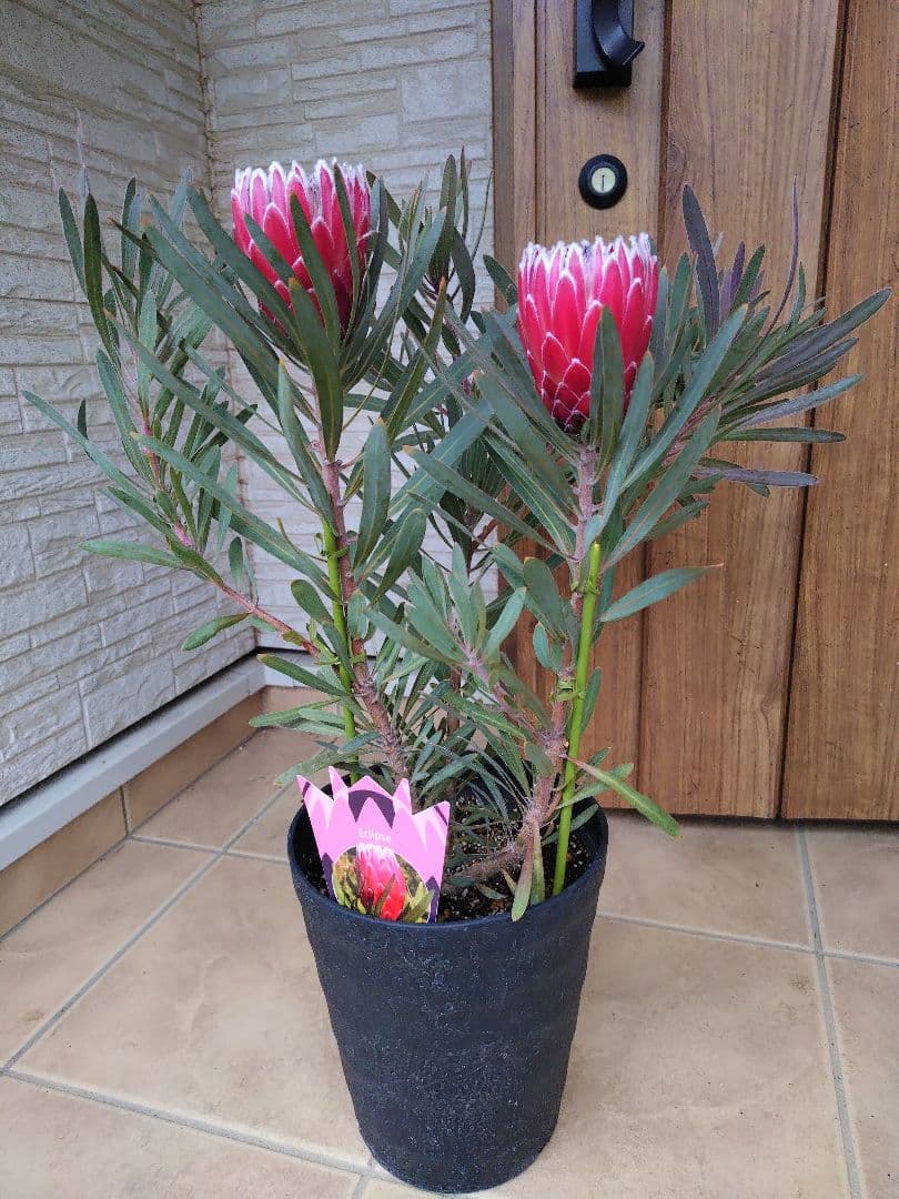 プロテア　エクリプス　７号（バンクシア、グレビレア、リューカデンドロン）