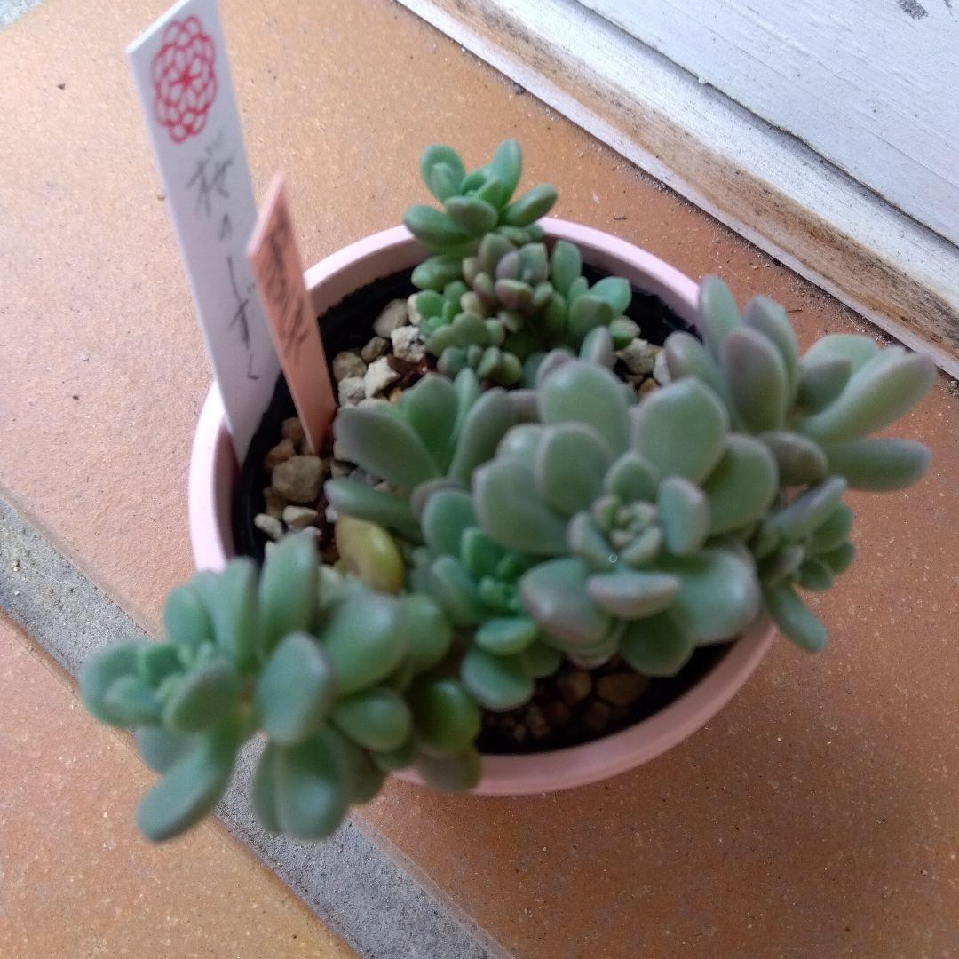 ⭐️桜のしずく⭐️ めでるさん 多肉 群生 抜き苗 寄せ植え ひなた多肉園