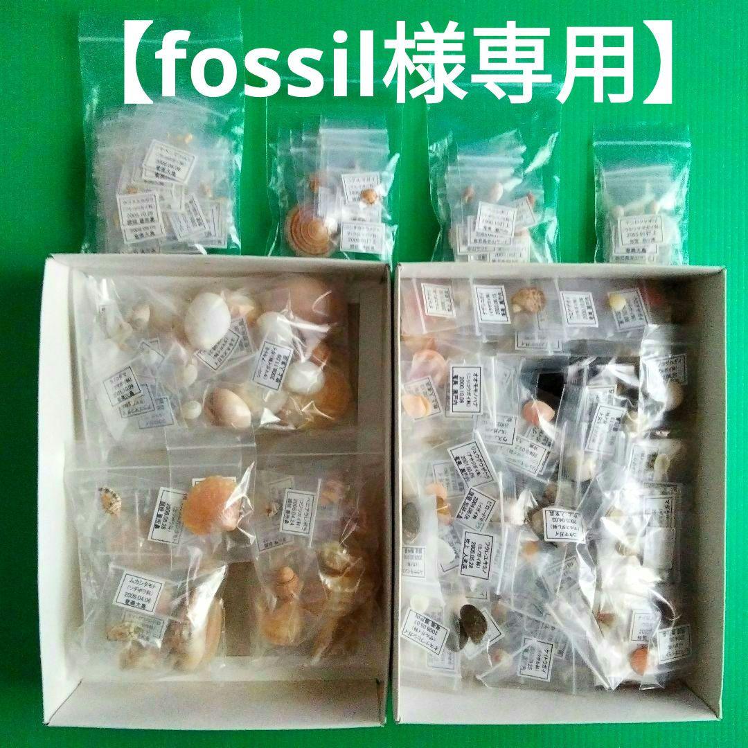 【fossil】二枚貝８３種類タマガイ科他４１種類フトコロガイ科他４３種類