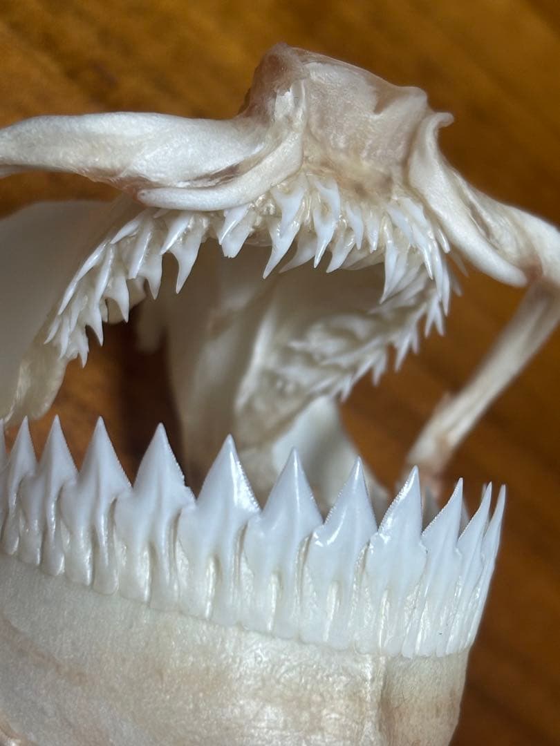 ヨロイザメ顎標本