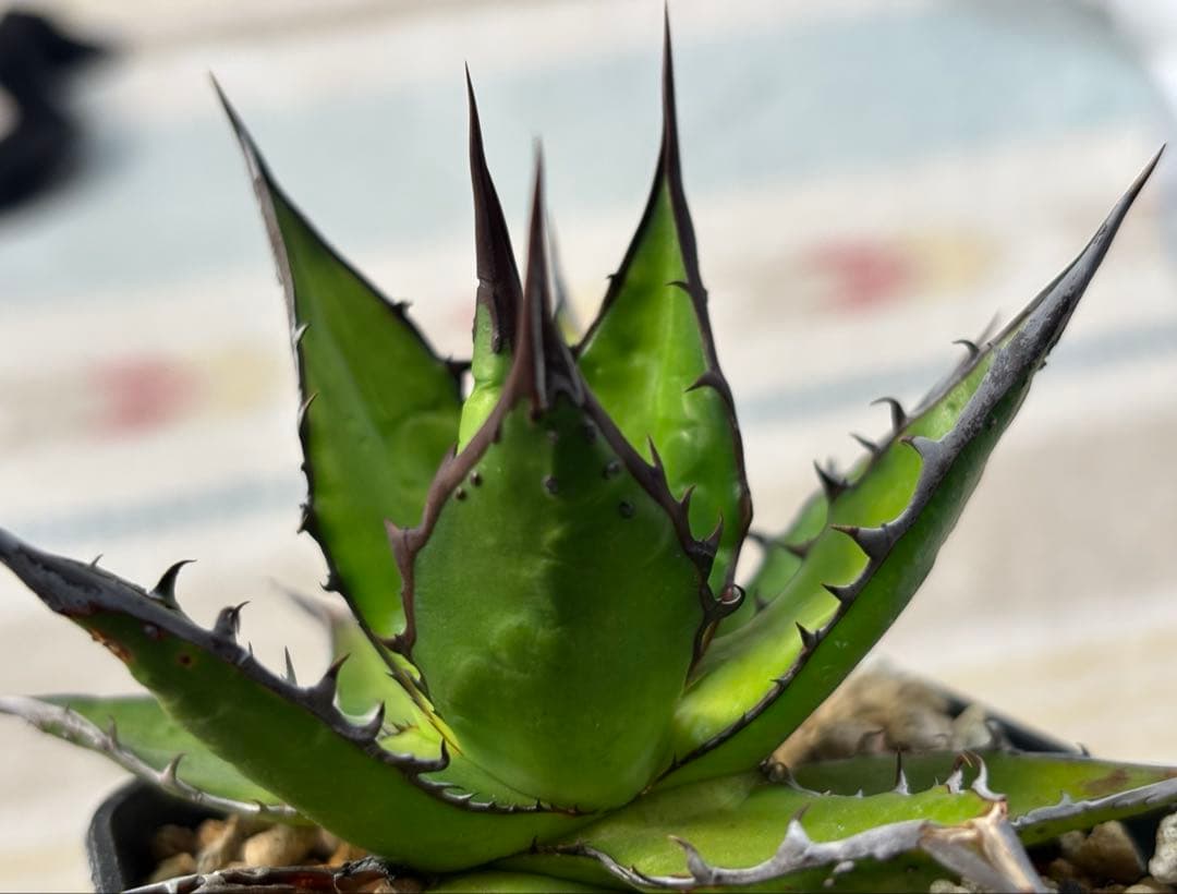 実生 ブツブツ ホリダ 検索)オアハカ オテロイ チタノタ アガベ fo-076