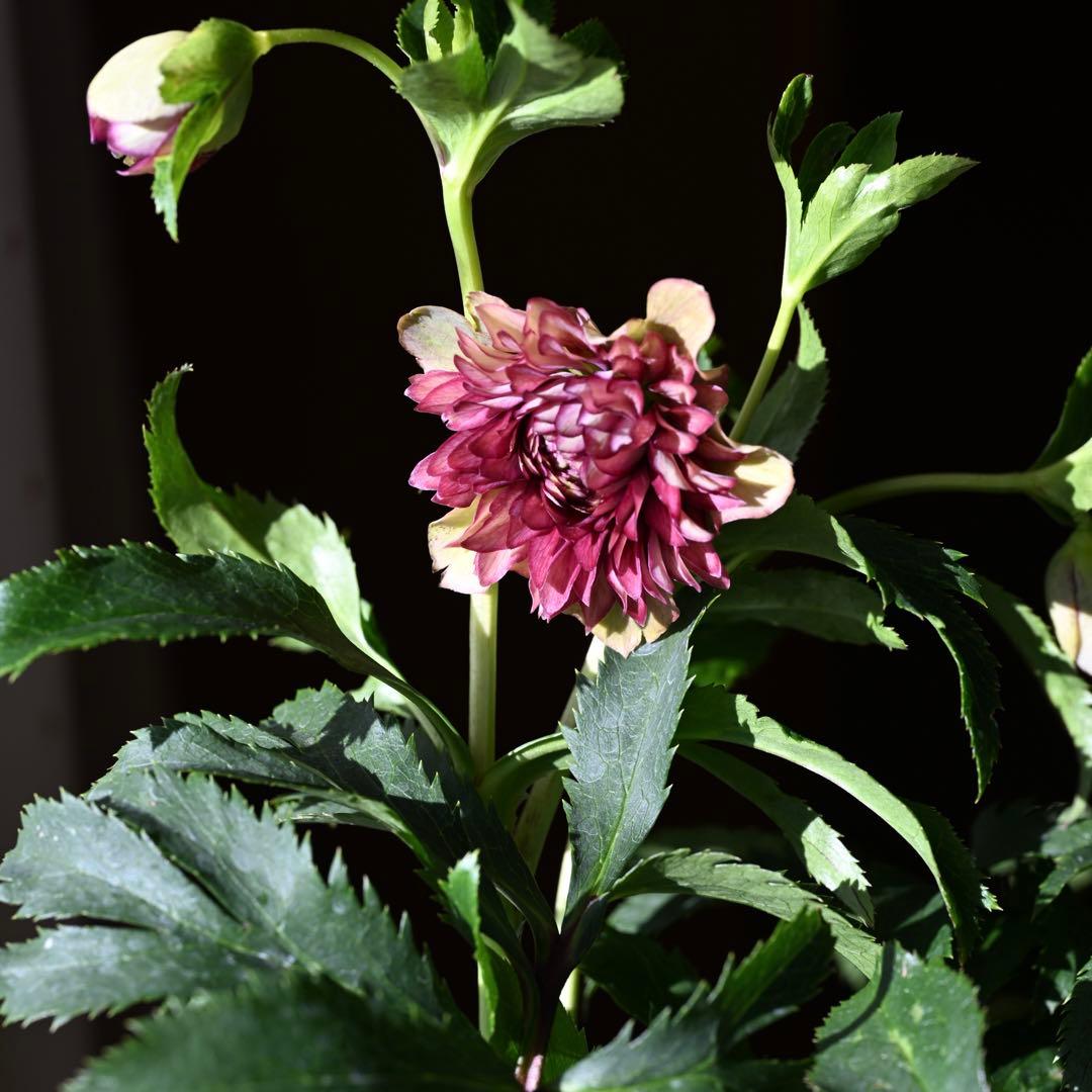 クリスマスローズ 超多弁レッドリバーシブル 開花株