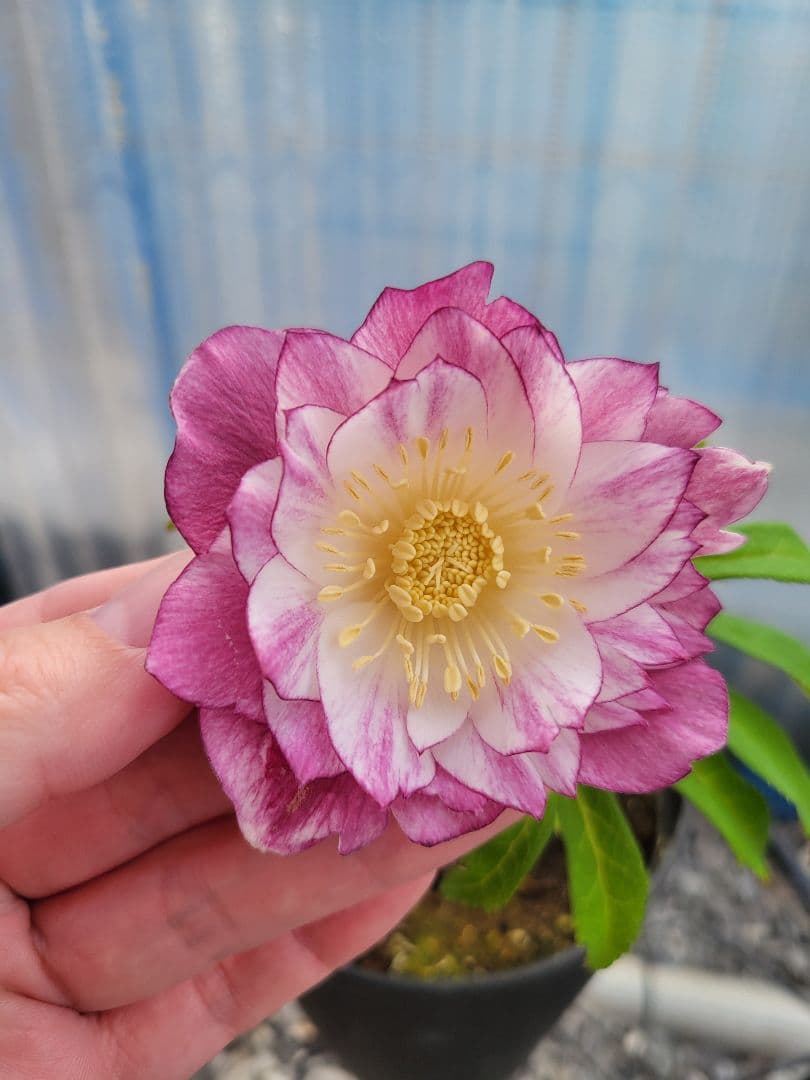 広瀬園芸　クリスマスローズ　グラデーションピンク　タブル