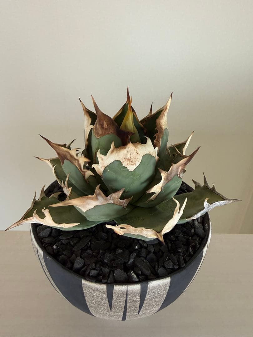 アガベ オアハカオテロイ 現地球 作家鉢