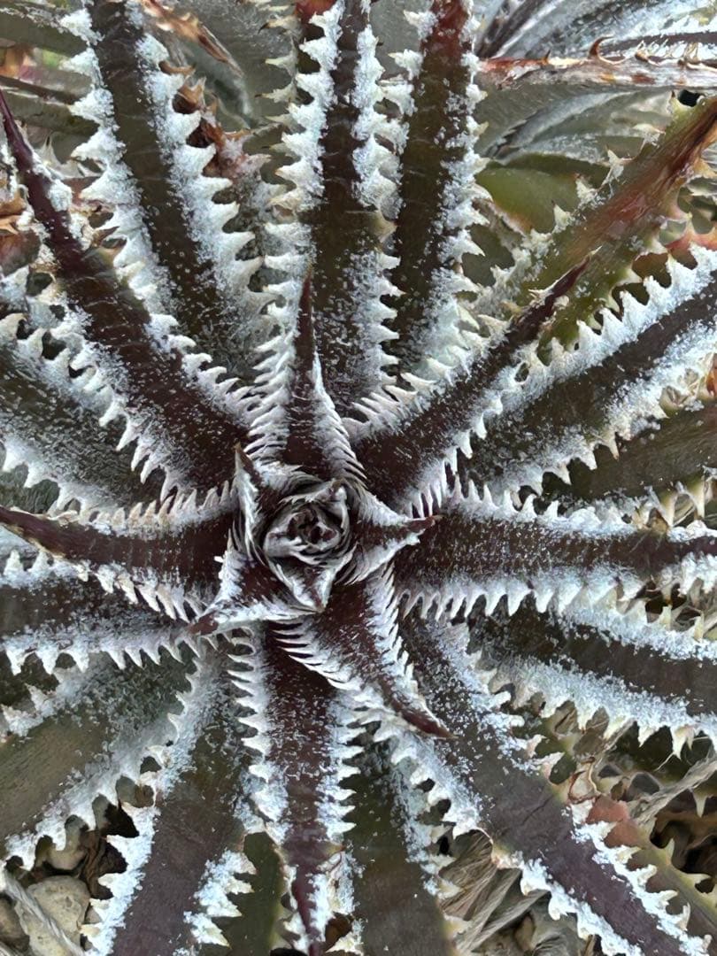 メガレア ビルベイカー ディッキア Dyckia First Cousin ⑴