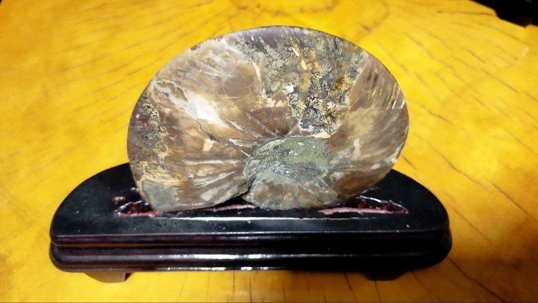 アンモナイト化石置物 ハーフカット台座付