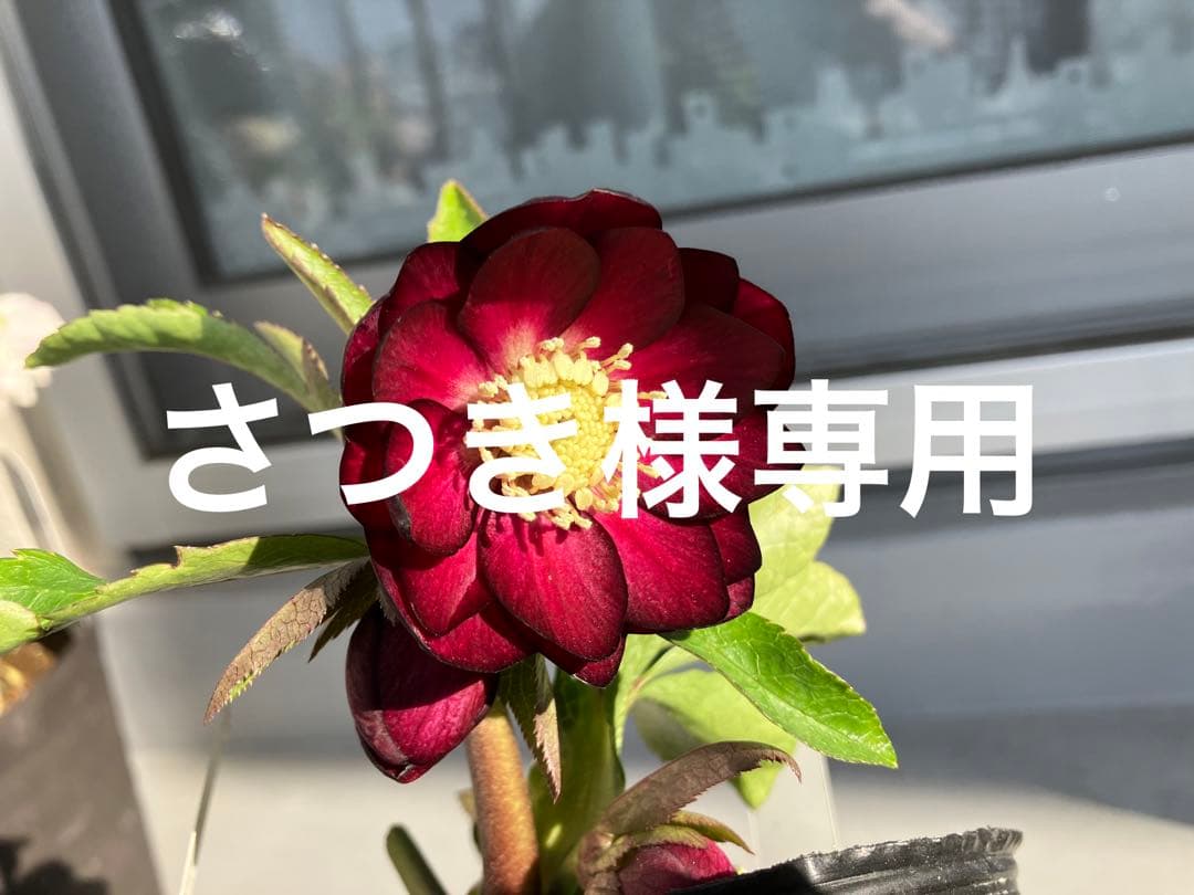 さつき クリスマスローズ dd キラメキ☆ 来季用