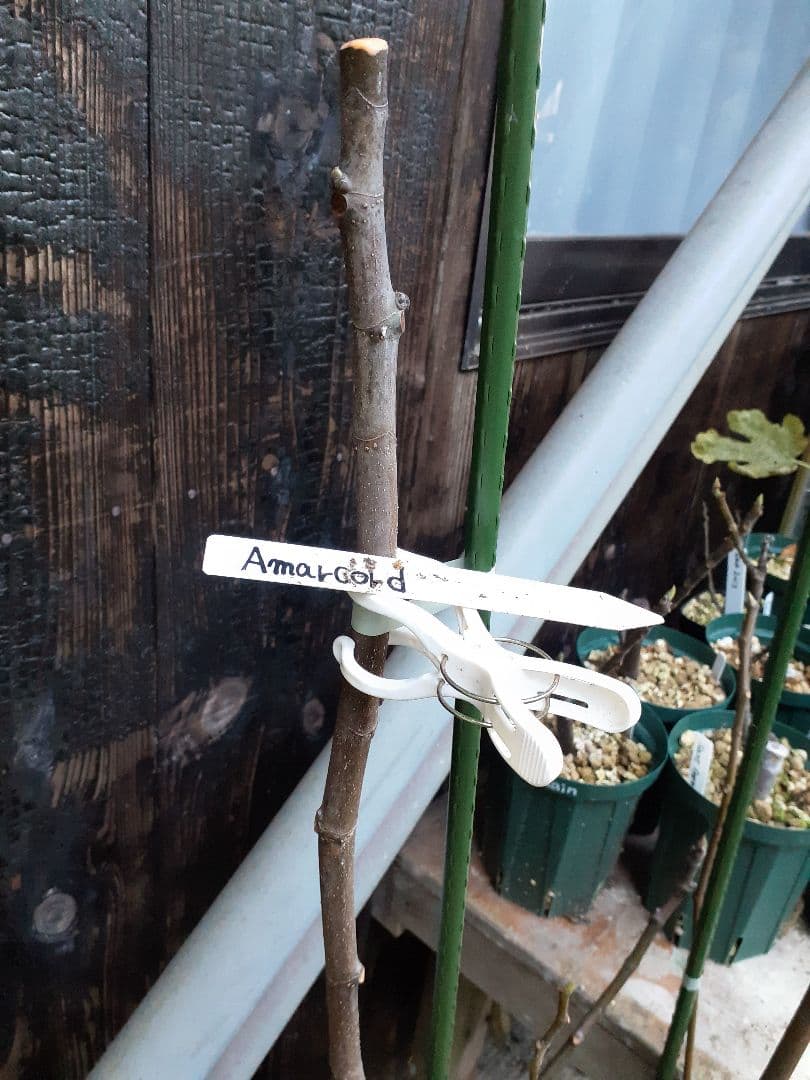 【専用】Amarcord(FDM)他 イチジク穂木