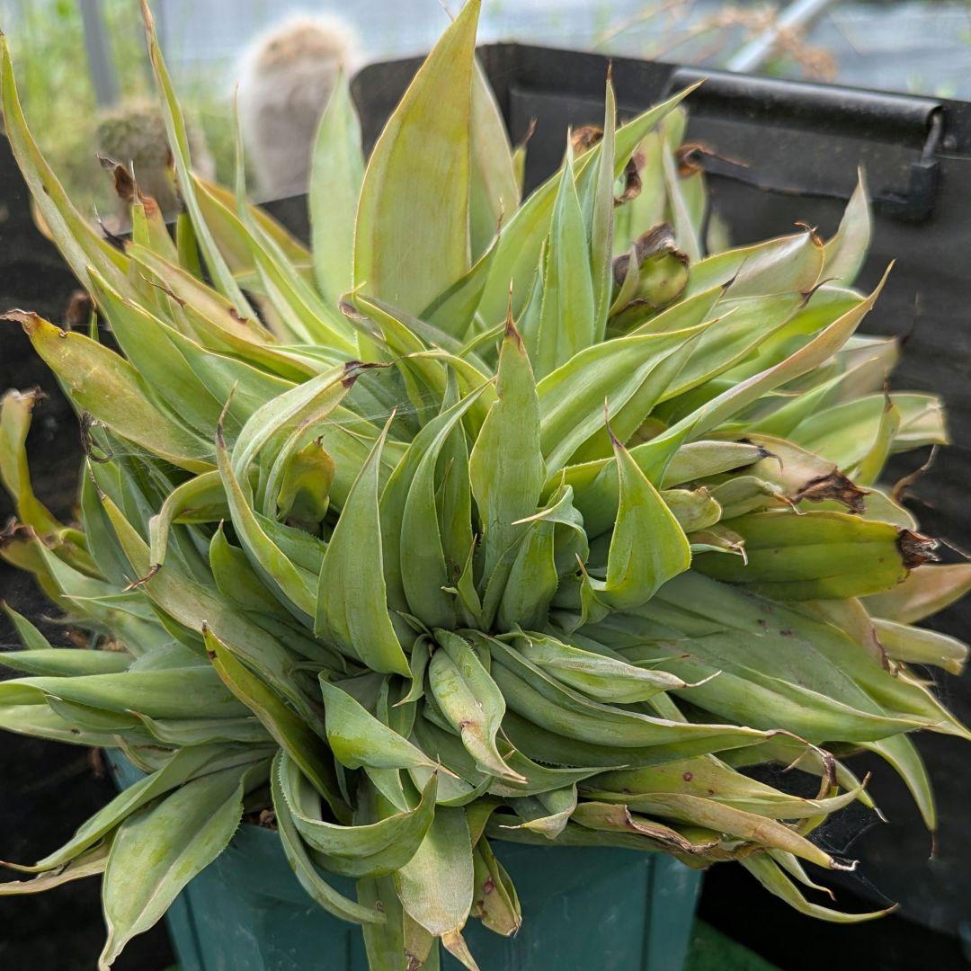 超絶希少！◇親株◇多肉植物シリーズ・アガベ属・ビルモニニアナ綴化inわけけのお店