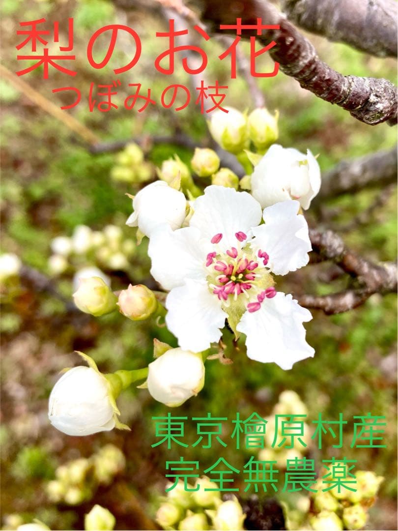 【梨のお花＊梨のつぼみの枝＊切り花】真っ白い可憐な可愛いお花＊里山育ち＊自然農法