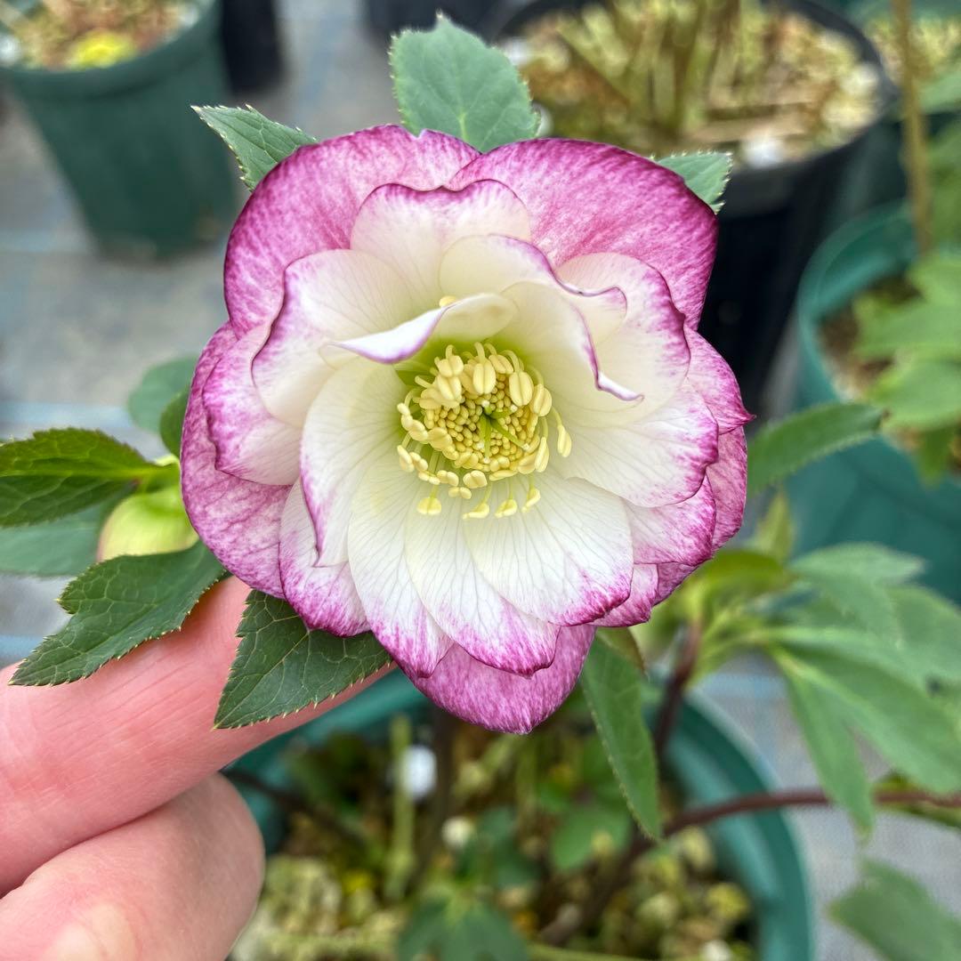 クリスマスローズ　赤軸　レッドグラデーション　７寸 大株