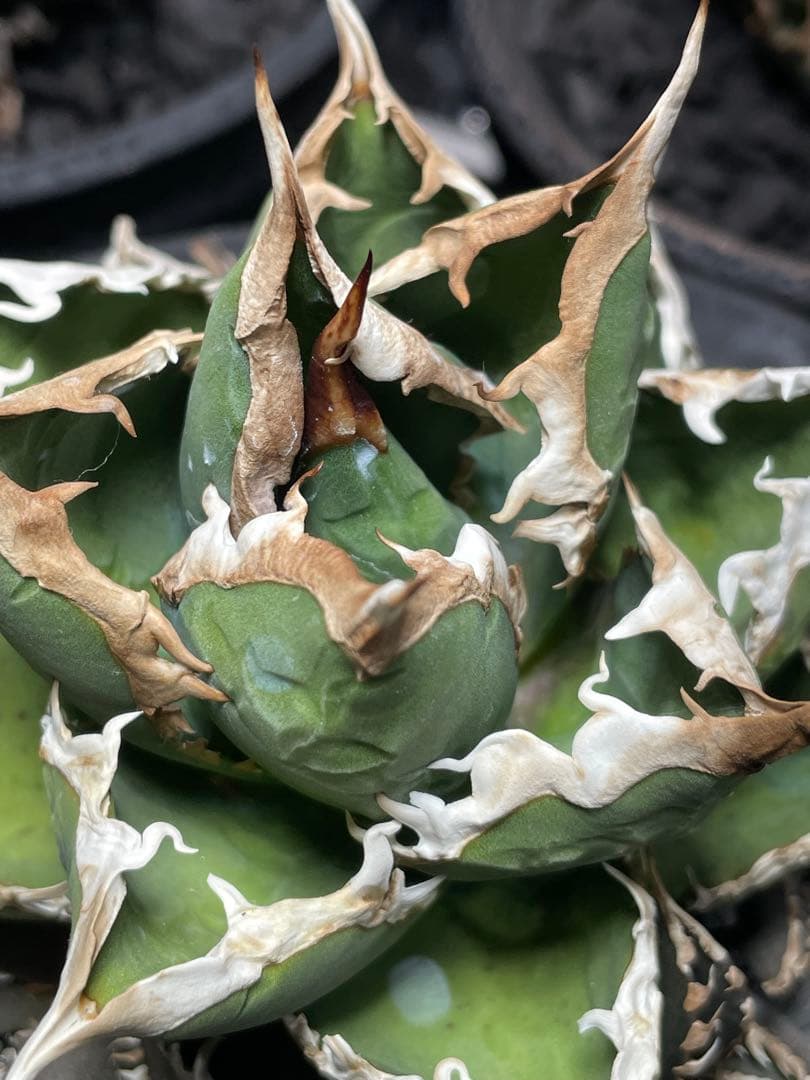 アガベ　包心龍② ライズ(lize)血統