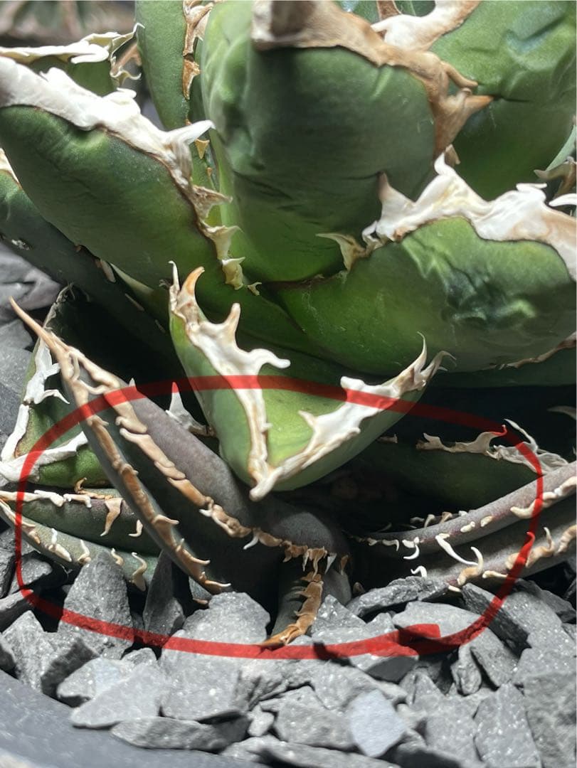 アガベ　包心龍② ライズ(lize)血統