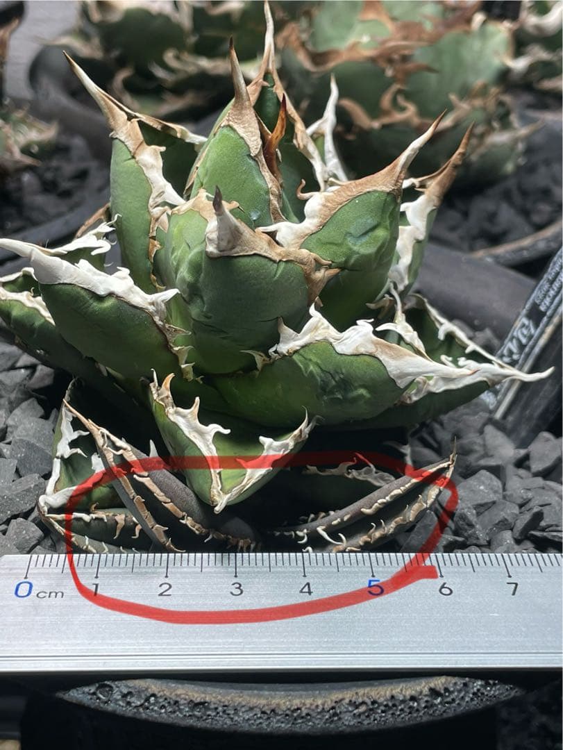 アガベ　包心龍② ライズ(lize)血統